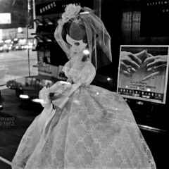 VN Blvd.-081-17 <strong>'Wedding Doll'</strong>